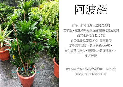 阿波羅植物風水|阿波羅千年木風水擺放位置：為您的事業和財運帶來好運